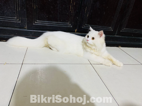 Persian Cat Adult Male